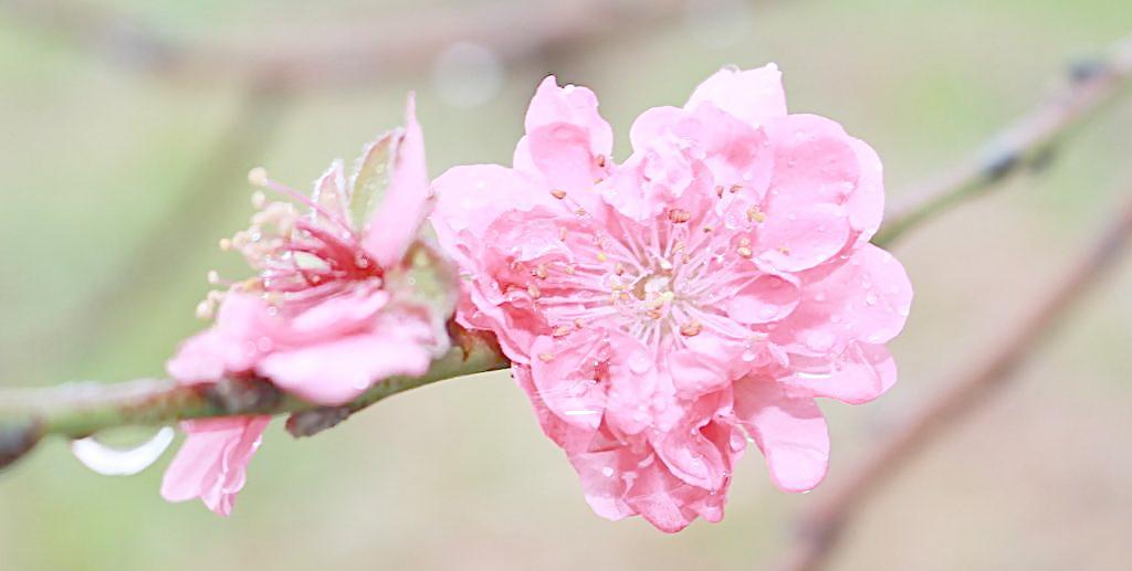 免费生辰八字测桃花运_生辰八字性格测试