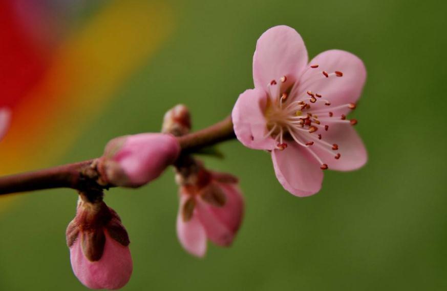 八字桃花_四柱八字桃花怎么看