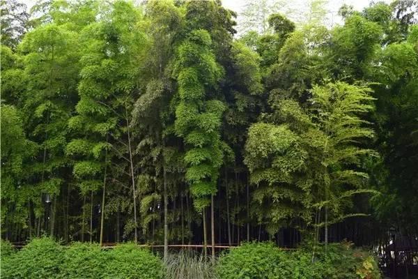 庭院植物风水知识，造园必备！