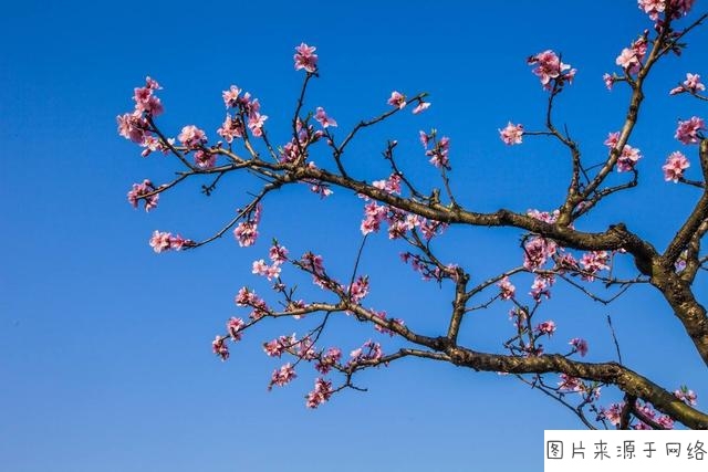 桃树风水_家里能不能种桃树