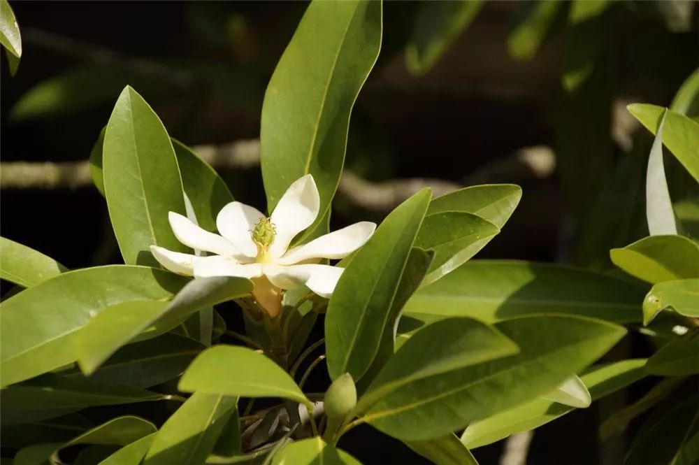 栀子花 风水_栀子花放在家中好吗