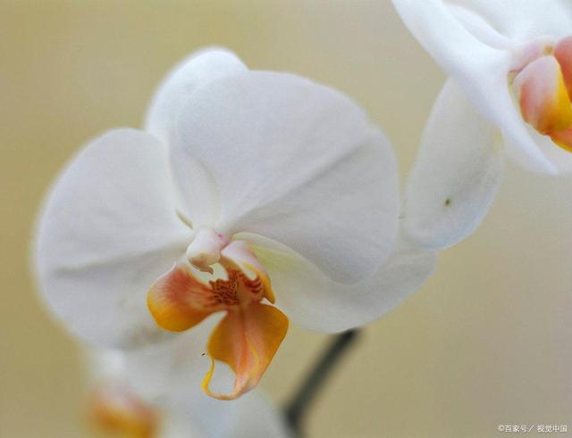 白兰花与风水_白兰花为什么不能在家养