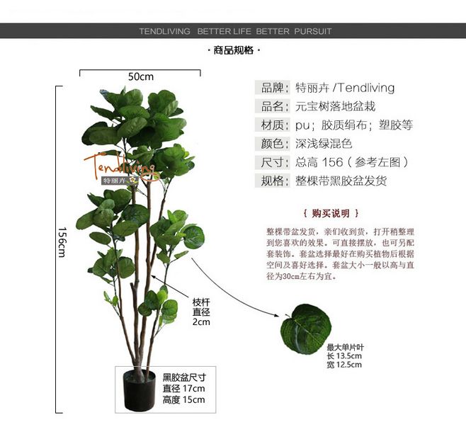 福禄桐的风水_羽叶福禄桐寓意