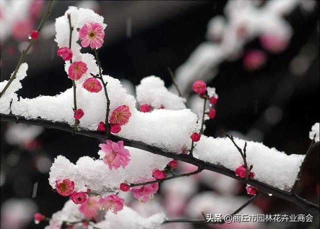 梅花养在家里好吗？有什么禁忌呢？