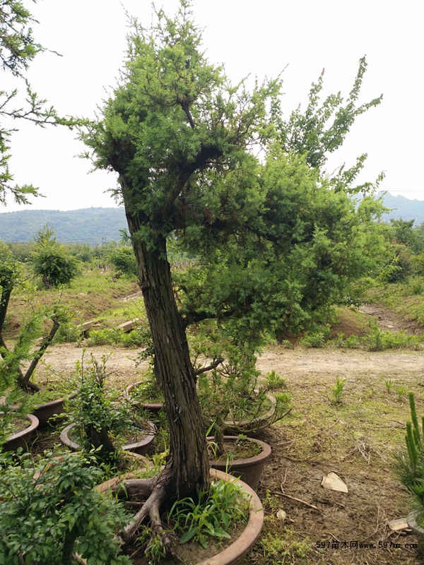 刺柏风水_刺柏家里种吉利吗