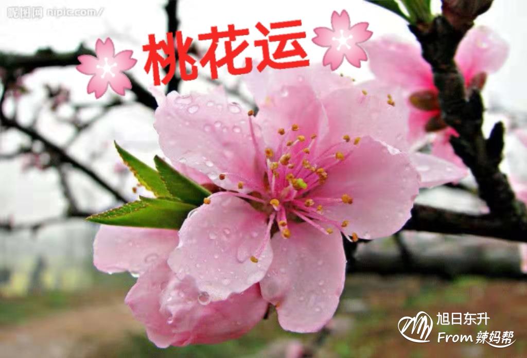 八字桃花运查询_八字四柱查桃花