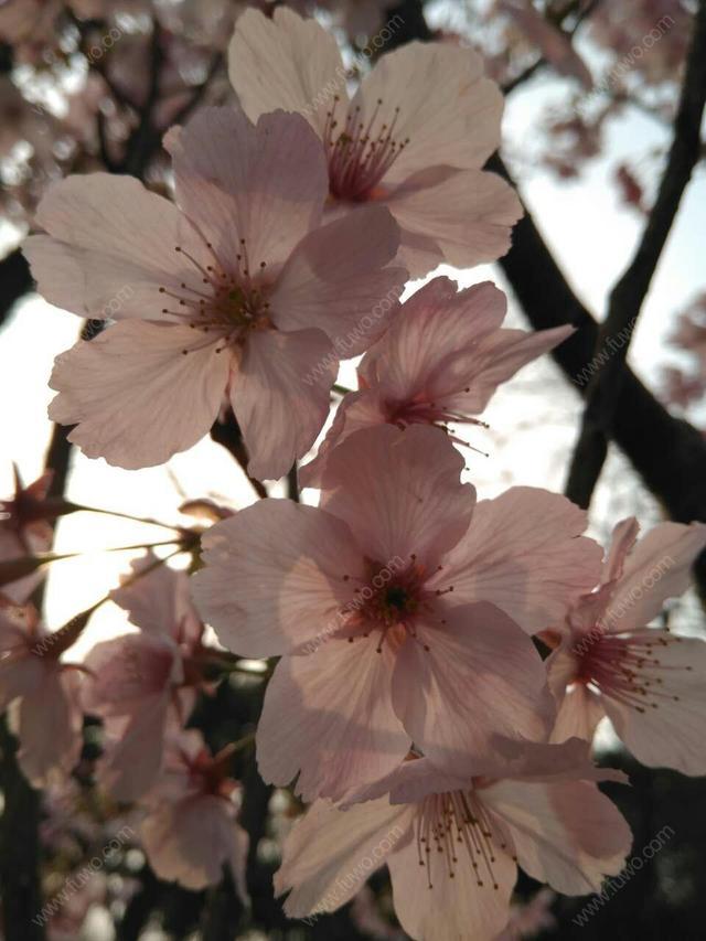 樱花风水_院子里种樱花树风水好吗