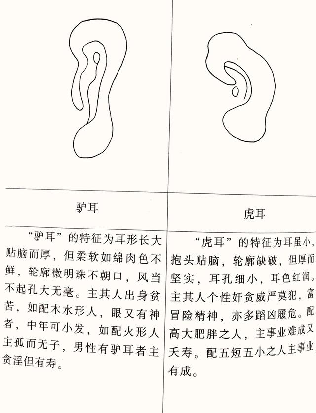 面相：耳为福星——女性耳相怎么看？