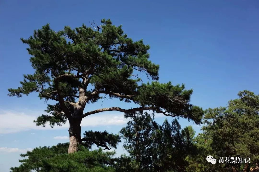 榆树风水，榆树的寓意和象征风水