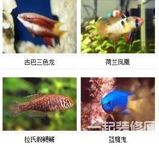 水族店起名大全，水族店联排鱼缸设计图