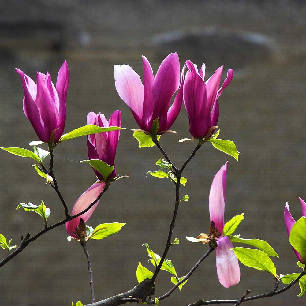 玉兰花风水，家里种玉兰树好吗风水