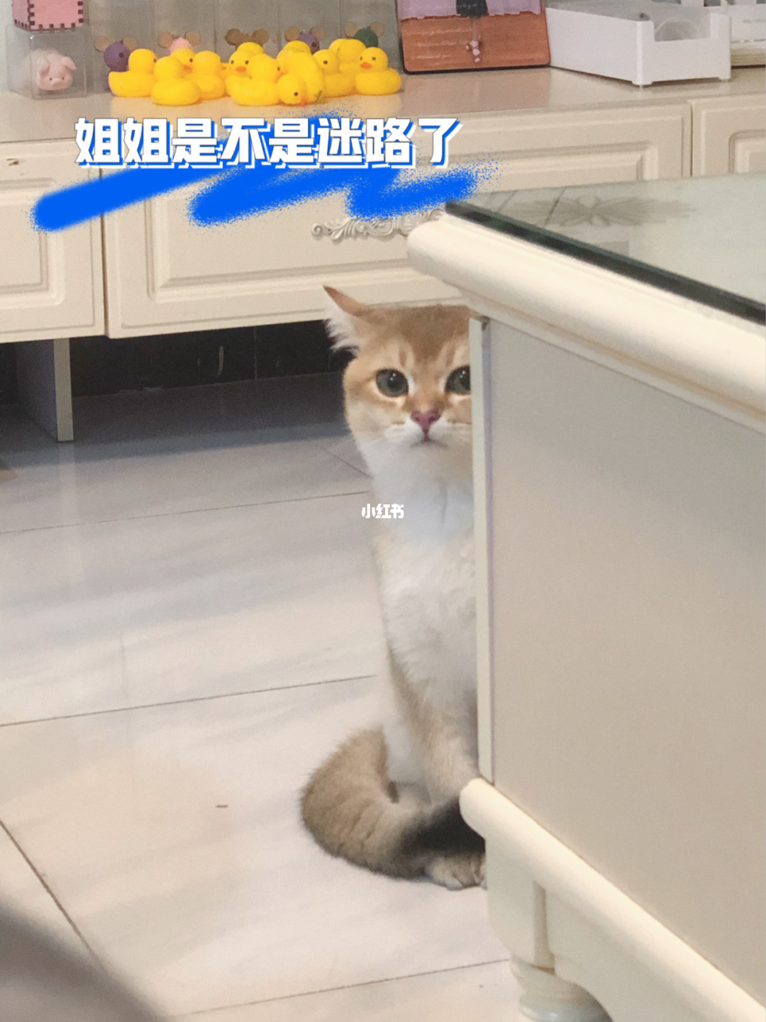 养猫风水，养猫要背负猫的因果