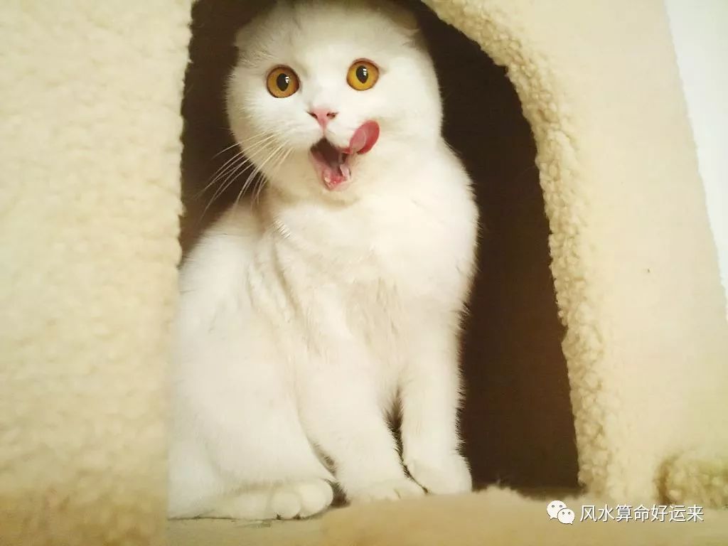 养猫的风水，属鼠人养猫改运