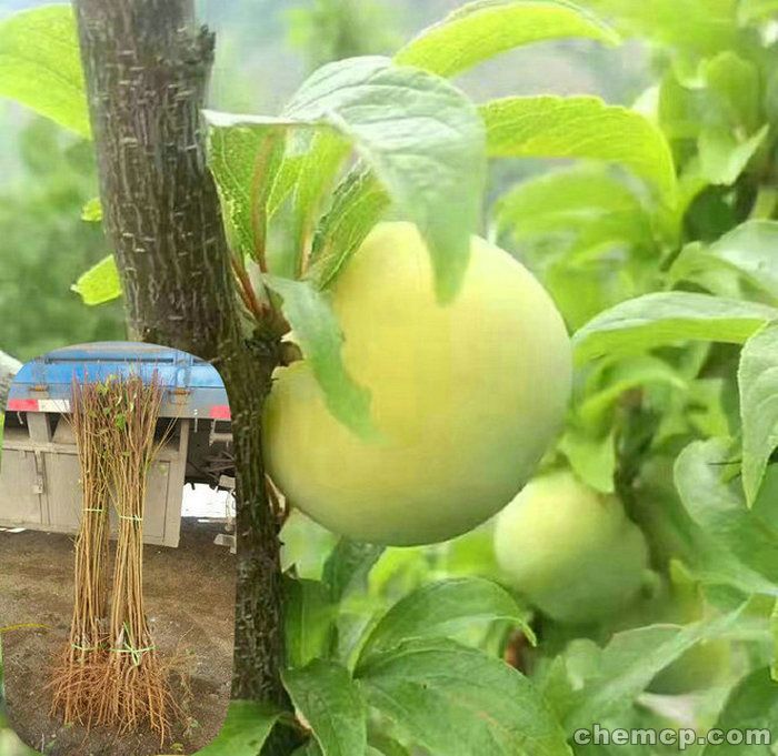 李子起名，李子后面叫什么名字好听女孩