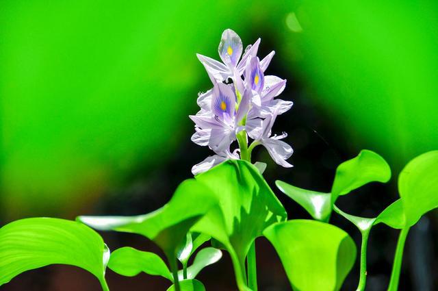 家里养水葫芦风水，水浮莲的风水