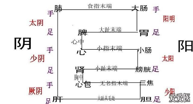 从经络角度探析“阴阳与五行”的爱恨纠葛