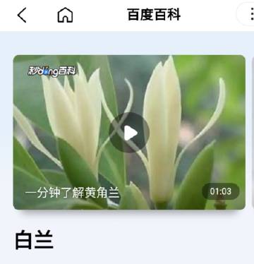 白兰花与风水，玉兰花树的风水禁忌