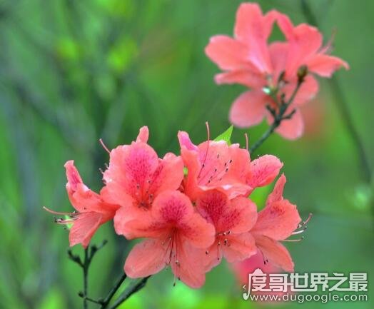 杜鹃花风水，杜鹃花的寓意和象征风水