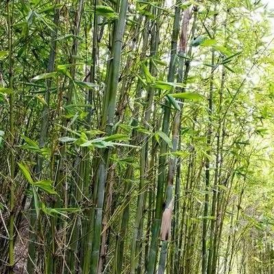 竹子的风水，客厅种竹子风水禁忌