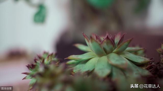 处女座的幸运花和幸运植物是什么