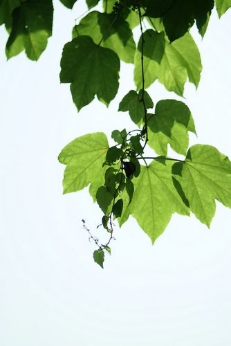 爬山虎 风水，房子外面种爬山虎好吗