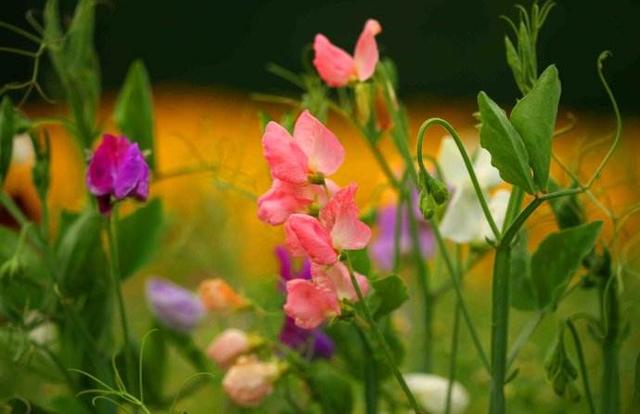 十二星座之双鱼座 它的诞生花、幸运花、守护花有哪些？