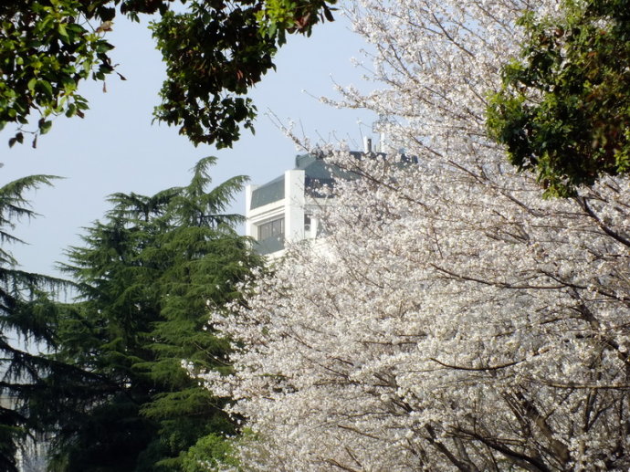 樱花风水，门前栽樱花有禁忌吗