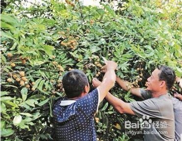 龙眼树的风水作用，我家门前的龙眼树