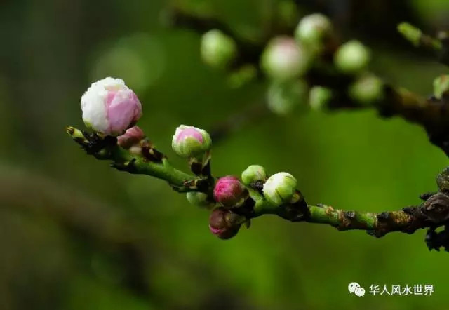 旺桃花风水，房间桃花运风水布局