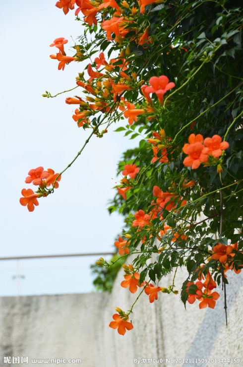 凌霄花的风水，凌霄花哪个品种好