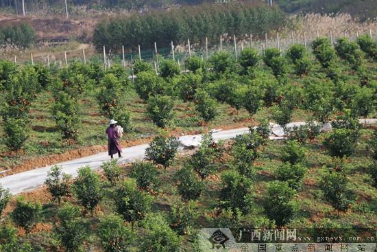 广西乔利人风水，广西最好风水宝地