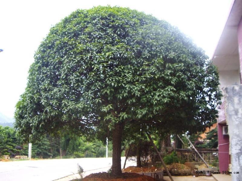 桂花树的风水，六种镇宅又旺财的树