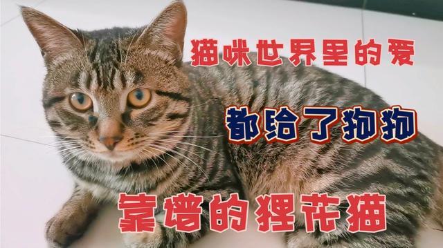 狸花猫风水，狸花猫有邪性