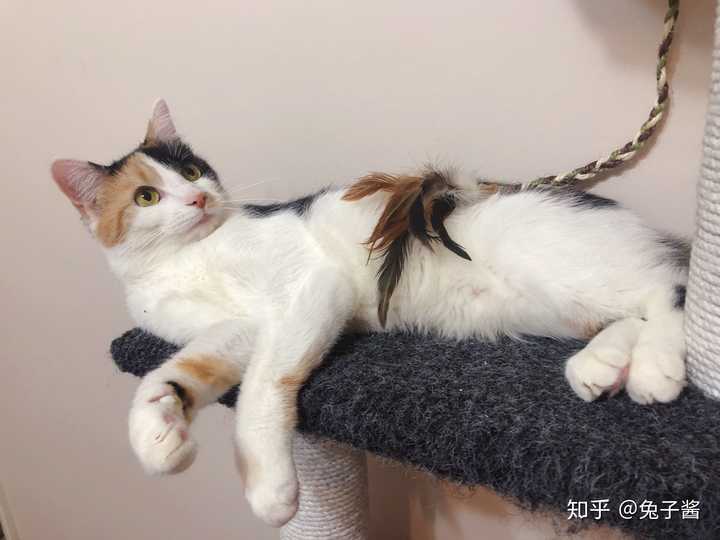 狸花猫风水，狸花猫有邪性