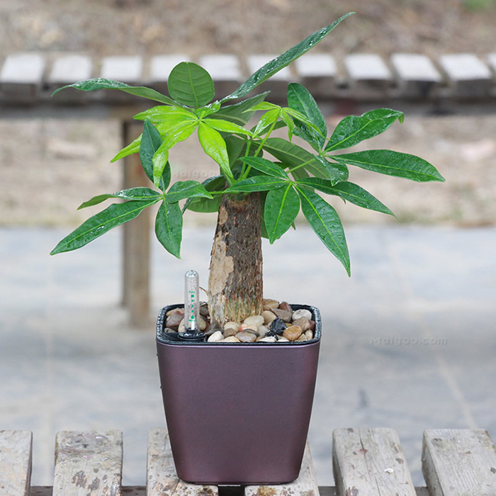 绿植 风水，有利风水的植物