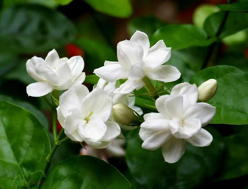 茉莉花风水，茉莉花风水位置