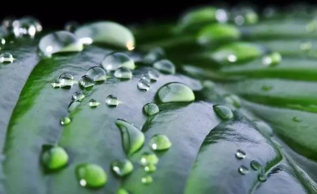 花园植物风水全了