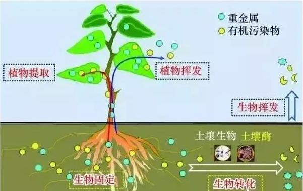 花园植物风水全了