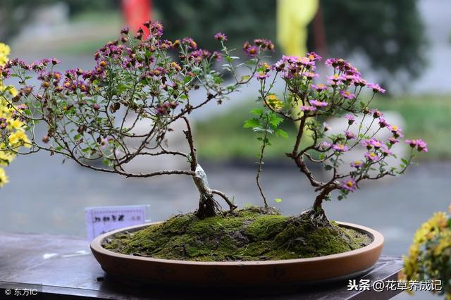 办公桌上摆放植物的风水讲究，小小花草大作用