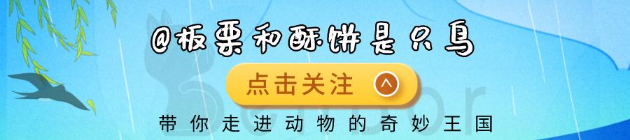 明明就是一只大猫，狮子为什么总被误认为犬科？只是因为群居？