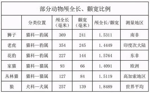 明明就是一只大猫，狮子为什么总被误认为犬科？只是因为群居？