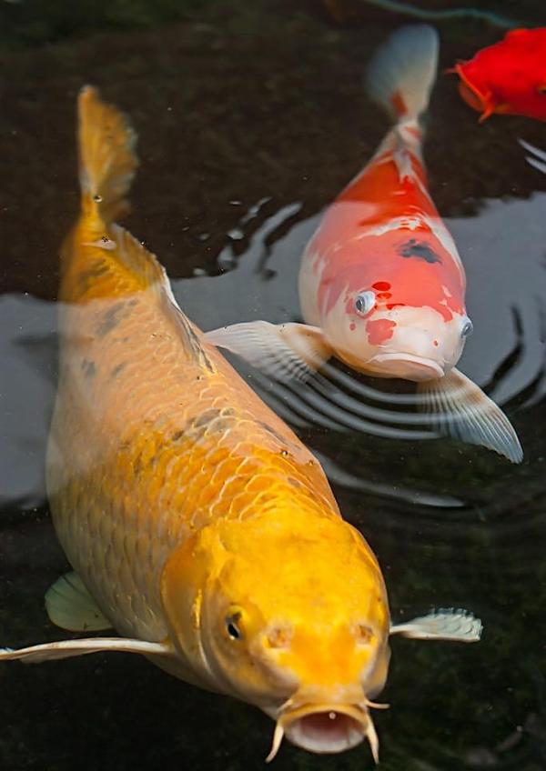 锦鲤风水：家养锦鲤的风水学开运讲究