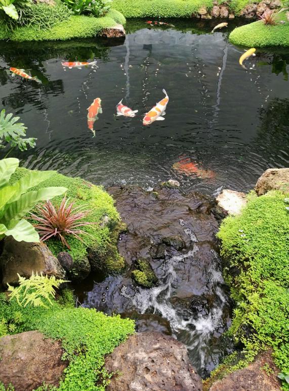 锦鲤风水：家养锦鲤的风水学开运讲究