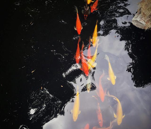 锦鲤风水：家养锦鲤的风水学开运讲究