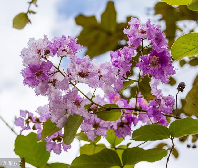 双鱼座鲜花