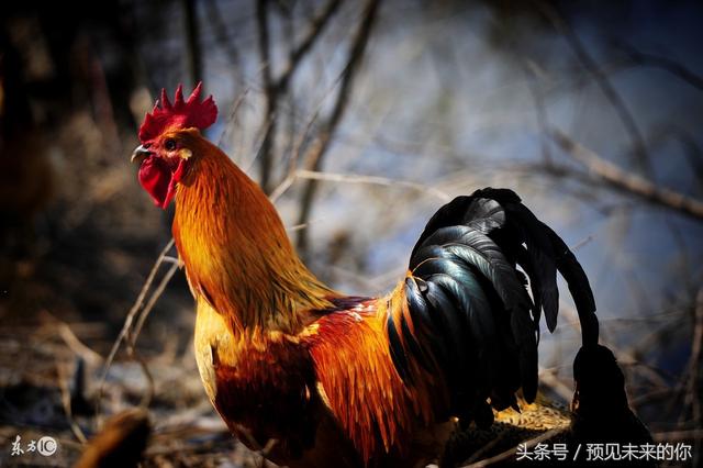 八零年属鸡的命运如何