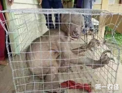 水猴的人性格与运势如何