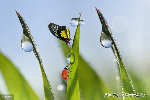 白羊座女的优点是什么