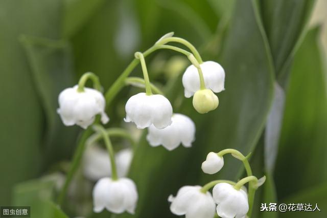 双子座鲜花