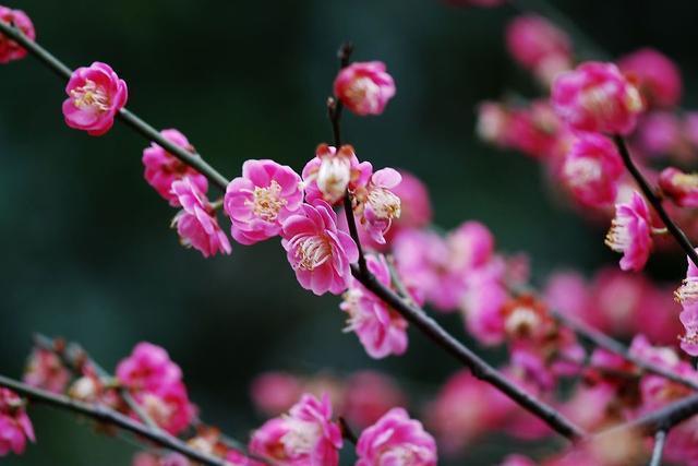 属于金牛座的花